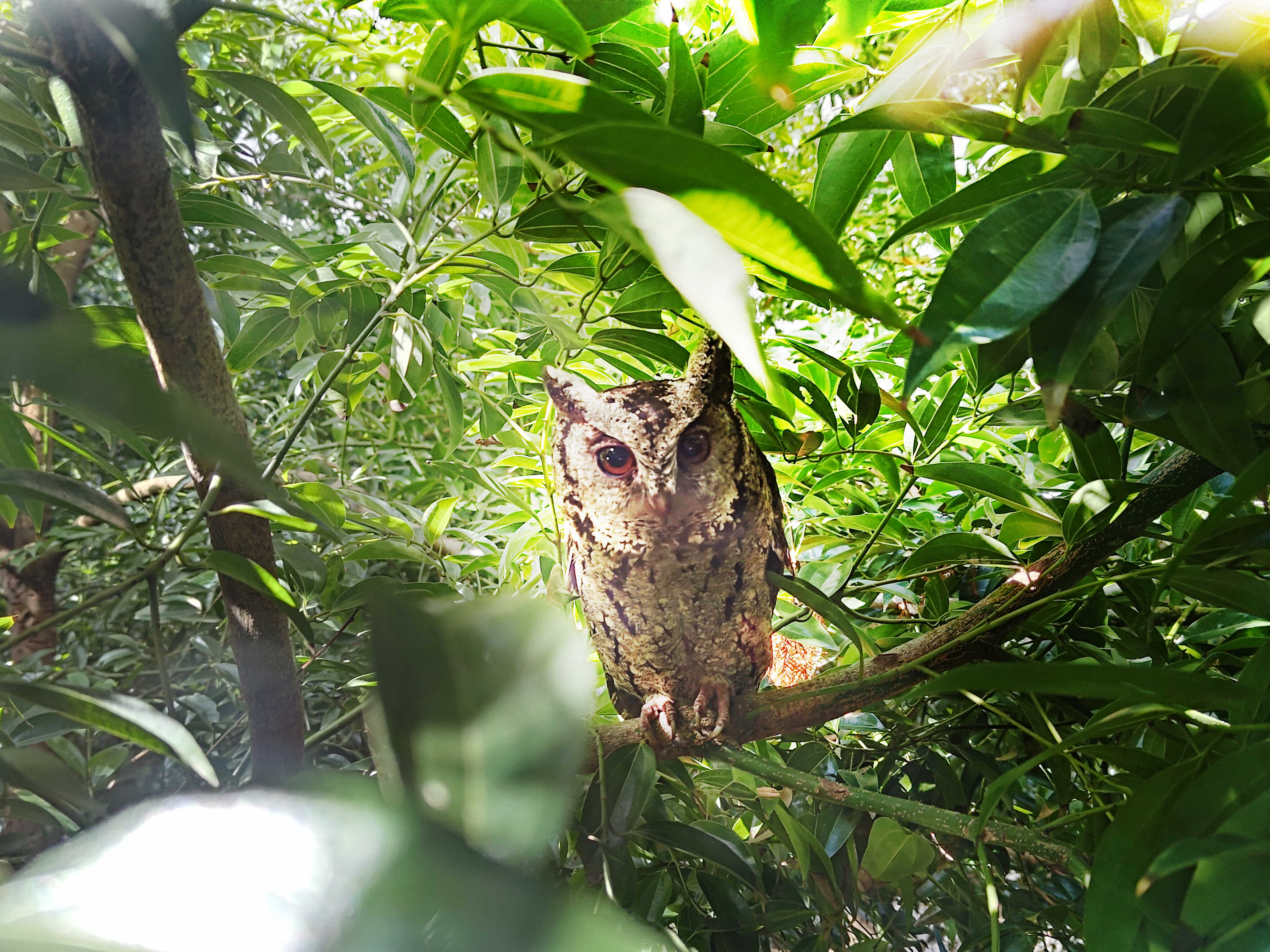大发平台致力提倡净零绿生活，16年以来在全球各厂区植树逾百万棵，造就各厂区树木蔚然成林，犹如森林工厂，成为许多生物的栖息地