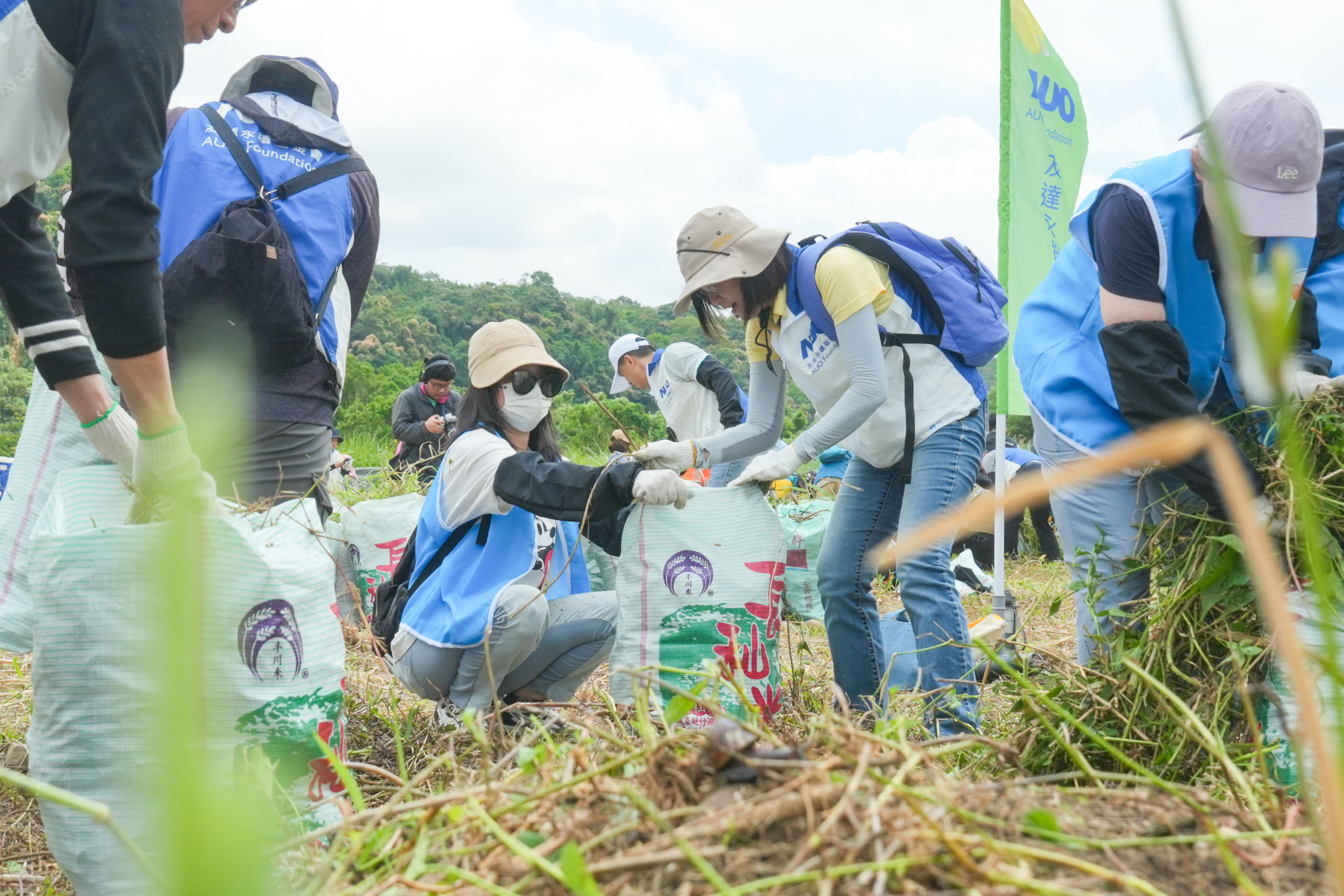 大发平台除蔓防治計畫，除了鎖定霄裡溪沿岸3.2公里移除外來入侵種小花蔓澤蘭，並進行物種與空拍調查，共記錄91科181屬239種維管束植物，顯示該區域具高度生態價值